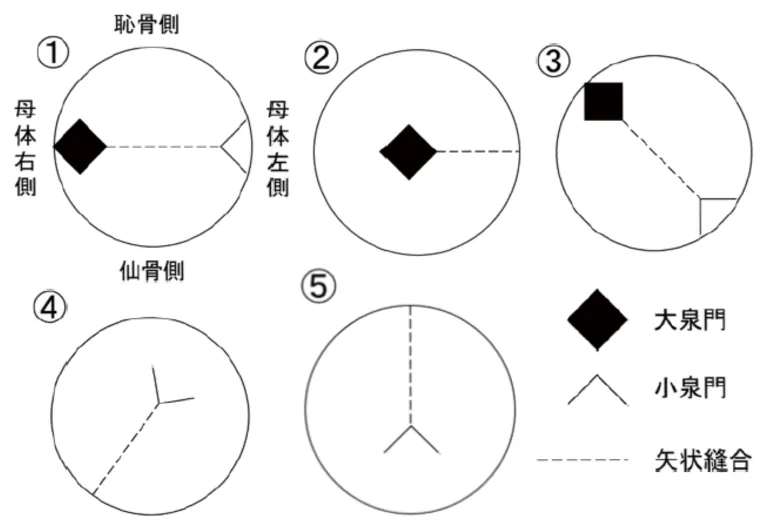 第114回 C問題 第52問の問題画像